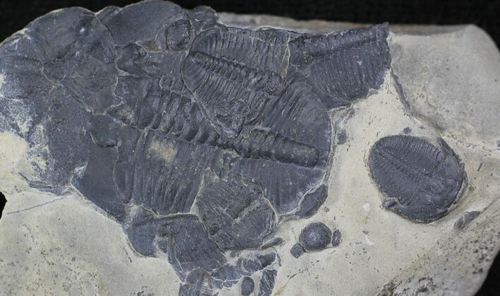 Group of Elrathia Trilobites In Shale - Utah #26790